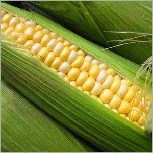 Yellow Maize