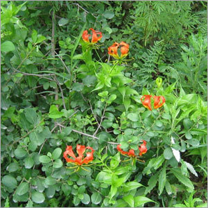 Gloriosa Superba