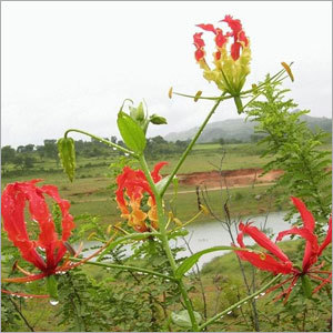 Gloriosa Superba Tubers - Red, Variable Size | Medicinal Properties, High Purity, Airtight Packaging, Long Shelf Life