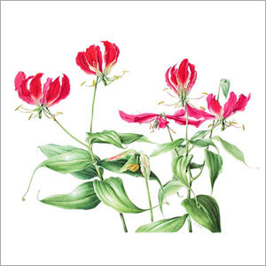 Medicinal Gloriosa Superba Seeds - Red, Purity 99%, Moisture <10% | Cancer, Malaria, Impurity Free, Sealed Packaging