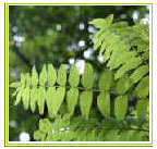 Boswellia Serrata Ext 30% AKBA