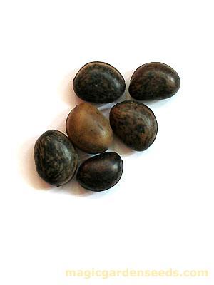 Mucuna Pruriens Extract