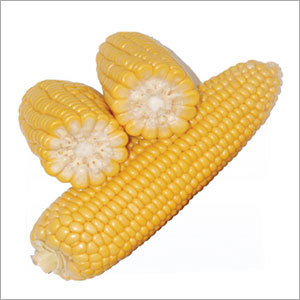 Maize