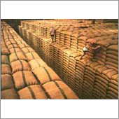 Organic Basmati Rice