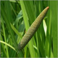 Calamus Oil
