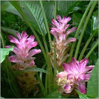 Cucurmaga