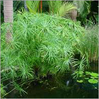 Cyperus