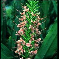 Hedychium