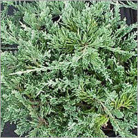 Juniper