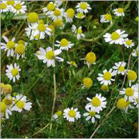 Matricaria