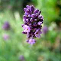 Water Herbs