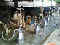 Good Quality Milking Parlour