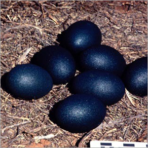 Carving Emu Eggs