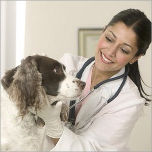 Veterinary Drugs