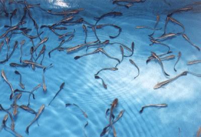 Open Sea Fish Cage System