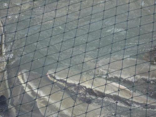 Hexagonal Fish Wire Netting