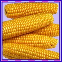 yellow maize
