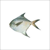 Dry Fish