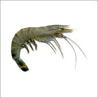 Black Tiger Prawns