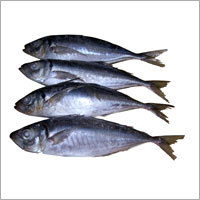 Horse Mackerel