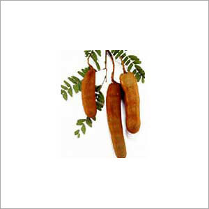Fresh Tamarind