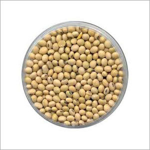 Seed
