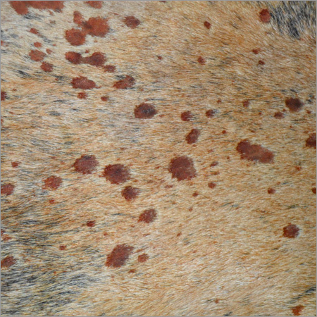 cow hair on acid finish leather