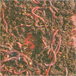 Vermicompost