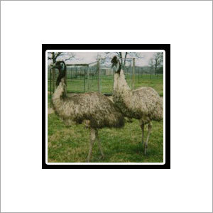 Emu Farming - 1.5-2 Meters Size, 30-60kg Weight | Breeding, Rearing Support, Care, Treatment Plans, Expert Guidance