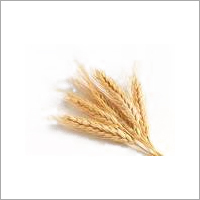 Grains