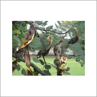 Agro Products & Commodities