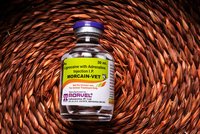 Lignocaine Hydrochloride & Adrenaline Bitrate Inj.