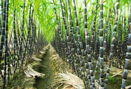 sugarcane