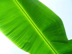 Banana leaf