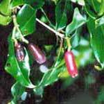 Clove Leaf Essential Oil