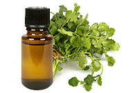Coriander Seed Essential Oil