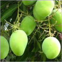 Green Raw Mango