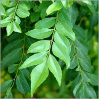Curry Leaves