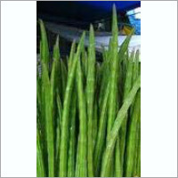 Drumsticks