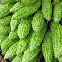 Green Bitter Gourd