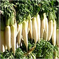 Radish
