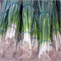 Spring Onion