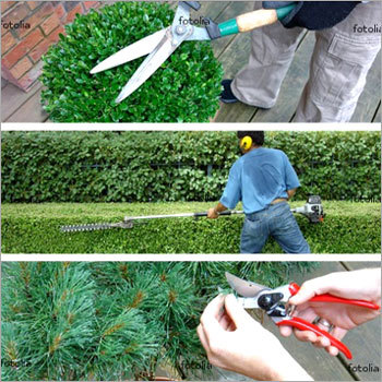 Horticulture Plants Caring Services