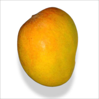 Alphonso Mango