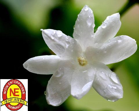 Agarbatti Fragrances