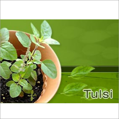 Tulsi