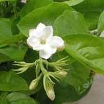 Jasmine Nice Aroma Essential Oil - Age Group: Children