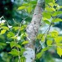 Sandalwood Oil
