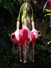 five flower mix attar