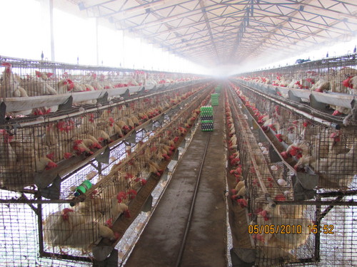 Egg Poultry